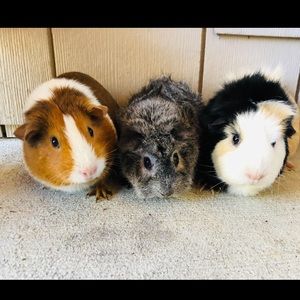 Meet your Posher, Rossana